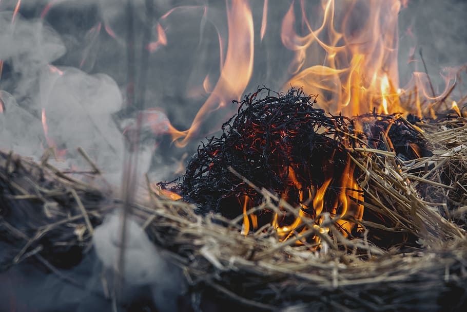 Dried Grass on Fire, ash, burn, burning, close -up, danger, flame HD wallpaper