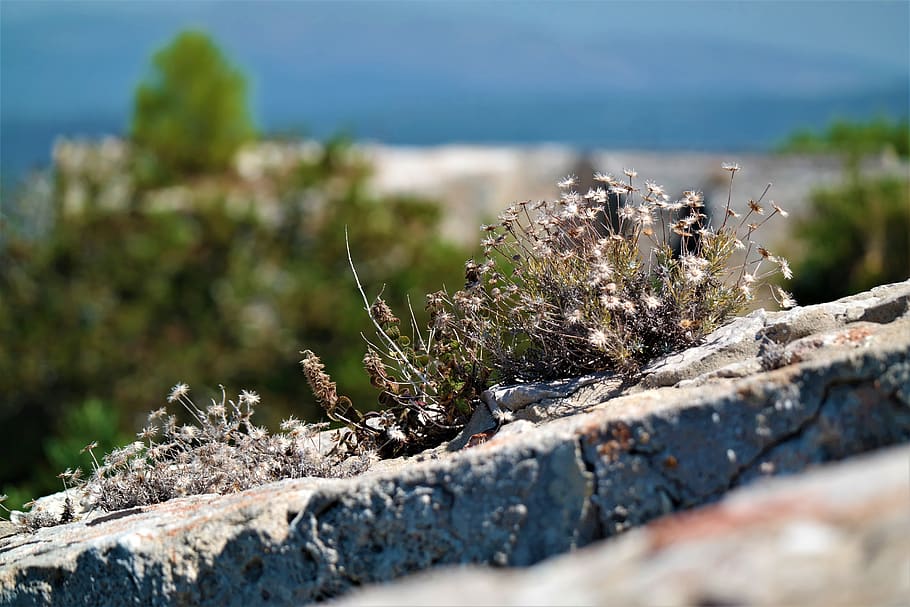 flower, wall, perspective, nature, hidden, plant, day, selective focus HD wallpaper