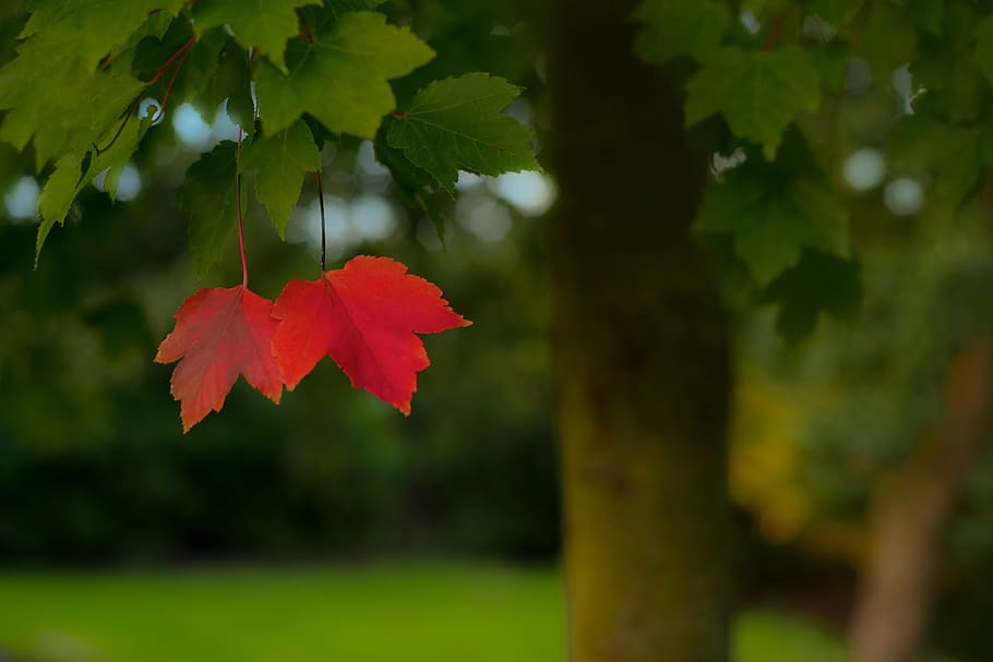 red and green maple leaves in closeup photography, lonely, leafs HD wallpaper