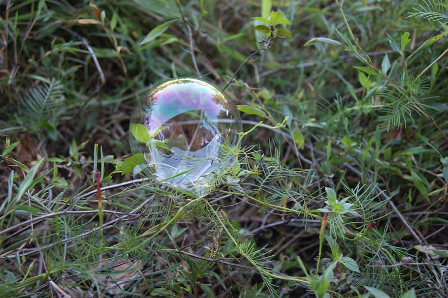 soap bubble, transparent, plant, grass, nature, sphere, vulnerability HD wallpaper