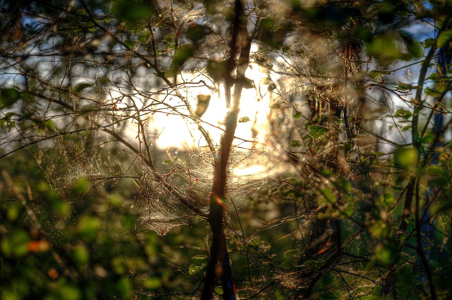 web, spider, insect, sun, light, forest, animal, leaf, plant HD wallpaper