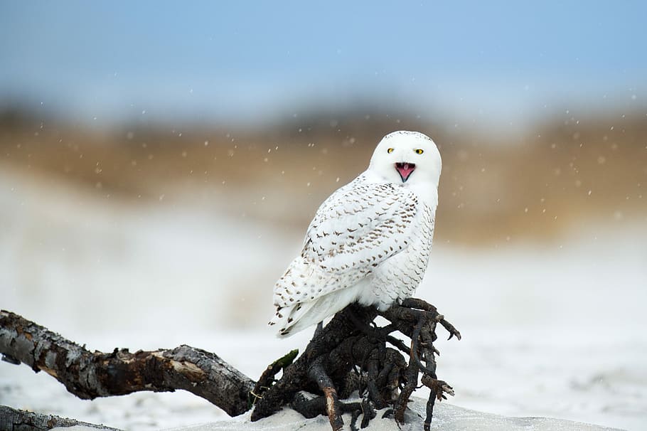 white and gray bird perching on tree root, shallow focus photography of white owl on tree root HD wallpaper