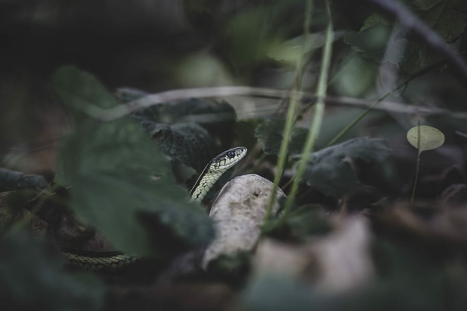 Snake is looking, selective focus photography of green snake on grass field HD wallpaper