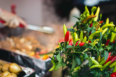 Chilli pepper plant, herbs, food, cooking, vegetable, freshness HD wallpaper