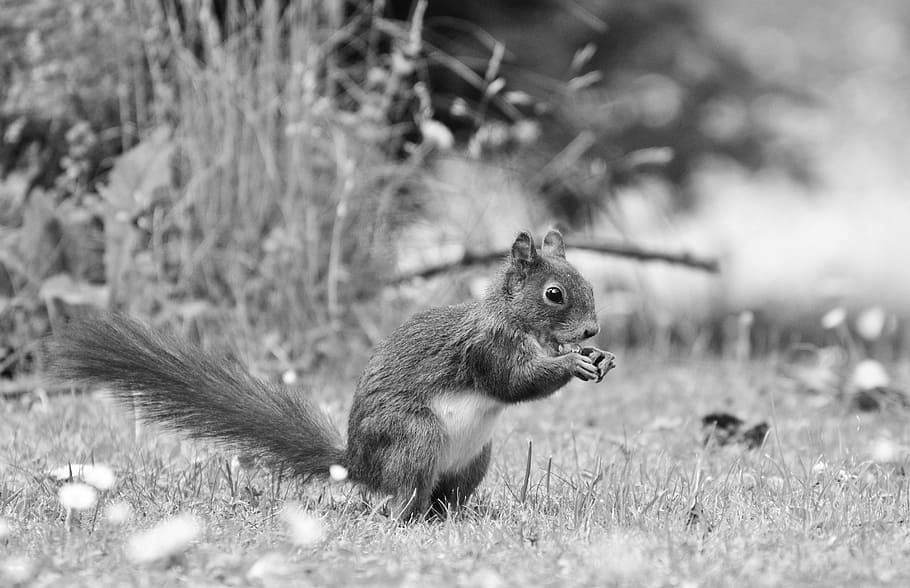 Squirrel, Nager, Rodent, Brown, Nut, possierlich, gnaw, cute HD wallpaper