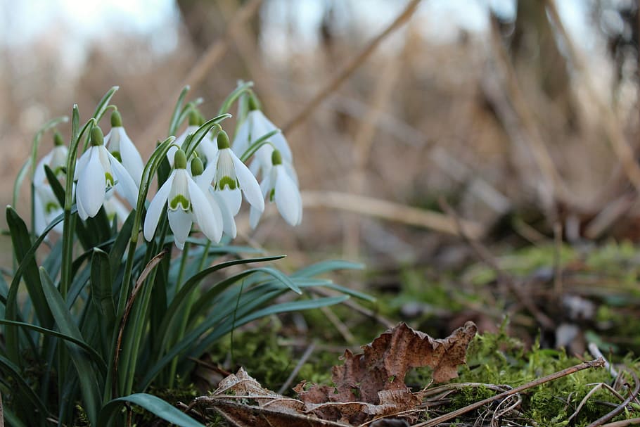 Snowdrops, Spring, Flower, focus on foreground, day, growth HD wallpaper