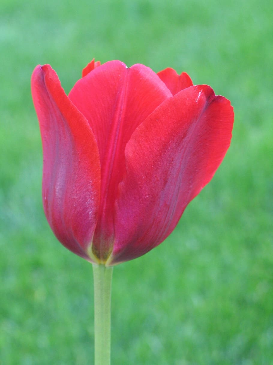 tulip, grass, spring, red, bloom, springtime, gardening, green HD wallpaper