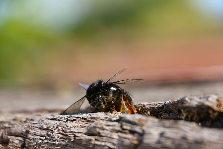 insect, hummel, wing, log, animal, animal wildlife, animal themes HD wallpaper