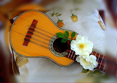 white flowers on brown stringed instrument, charango, andean HD wallpaper
