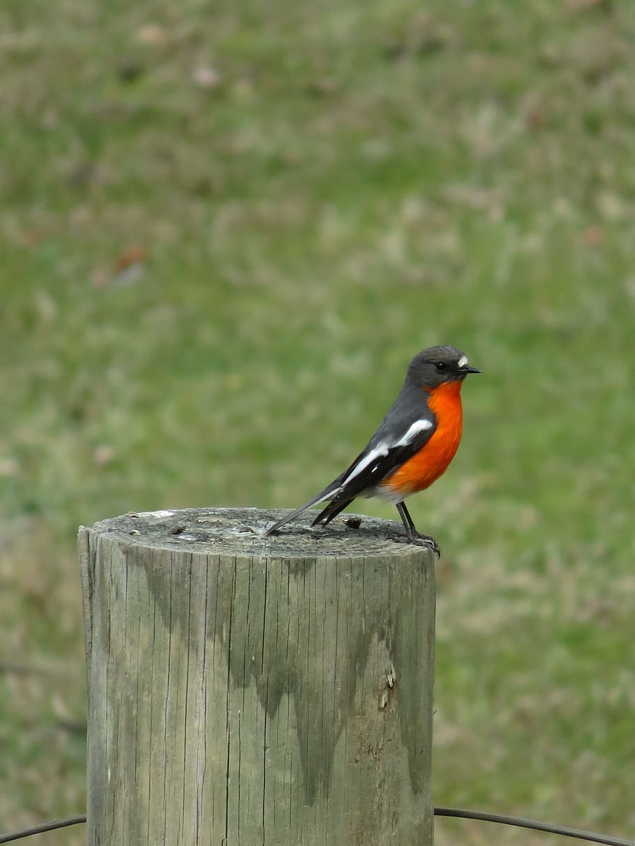 orange, breasted, robin, bird, wildlife, color, plumage, perching HD wallpaper