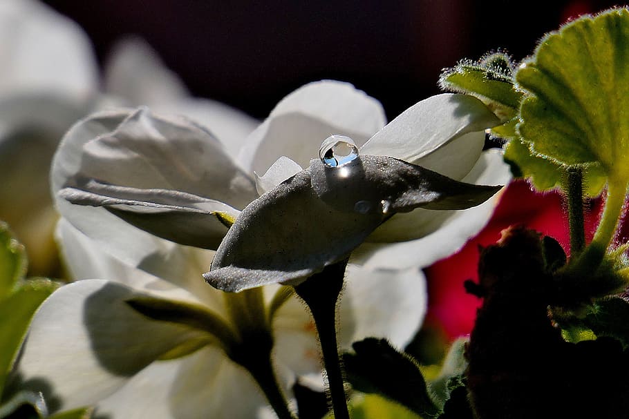 a, pretty, flower, flowering plant, freshness, close-up, beauty in nature HD wallpaper