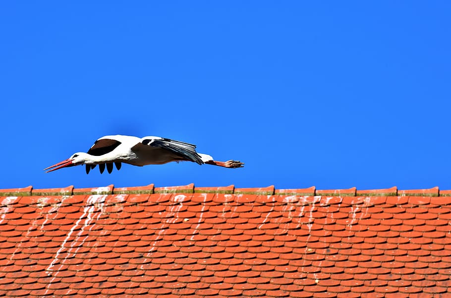 stork, bird, fly, plumage, nature, animal world, wing, monkey mountain salem HD wallpaper