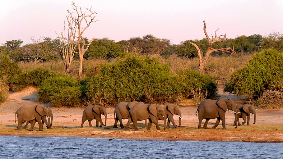 group of elephants walking at the side, botswana, chobe, evening light HD wallpaper