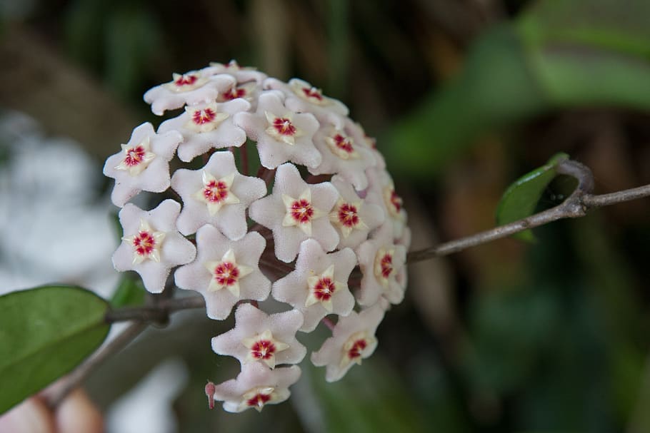 flower, nature, white flower, hoya carnosa, milkweed, plant