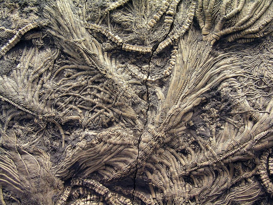 fossil, stone, texture, organic, full frame, backgrounds, pattern HD wallpaper