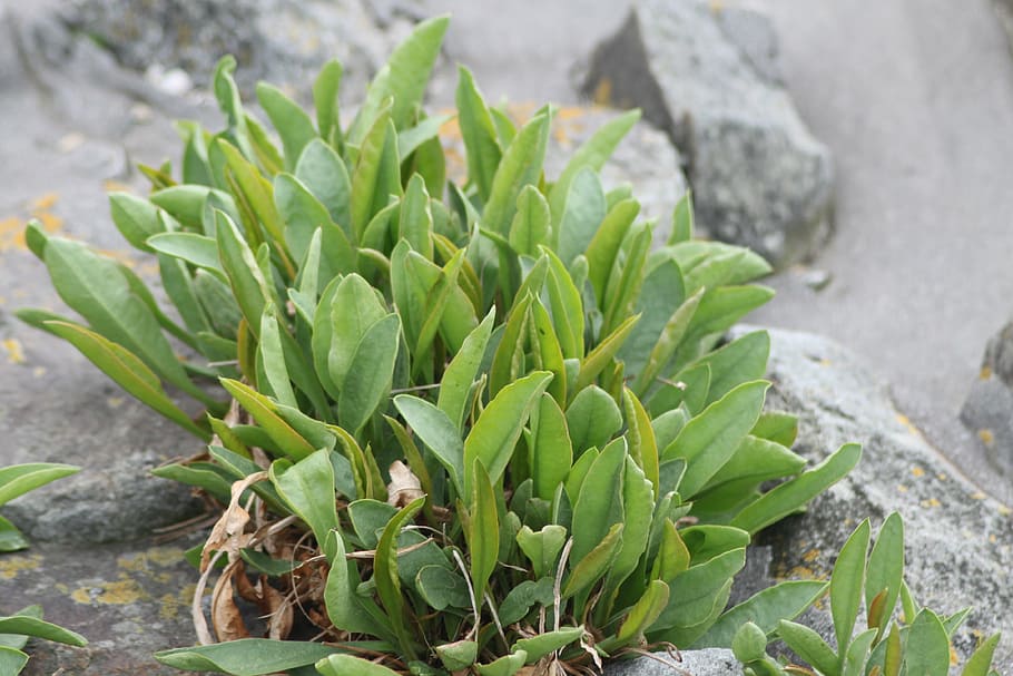 plant, stones, beach, structures, green color, food, growth HD wallpaper