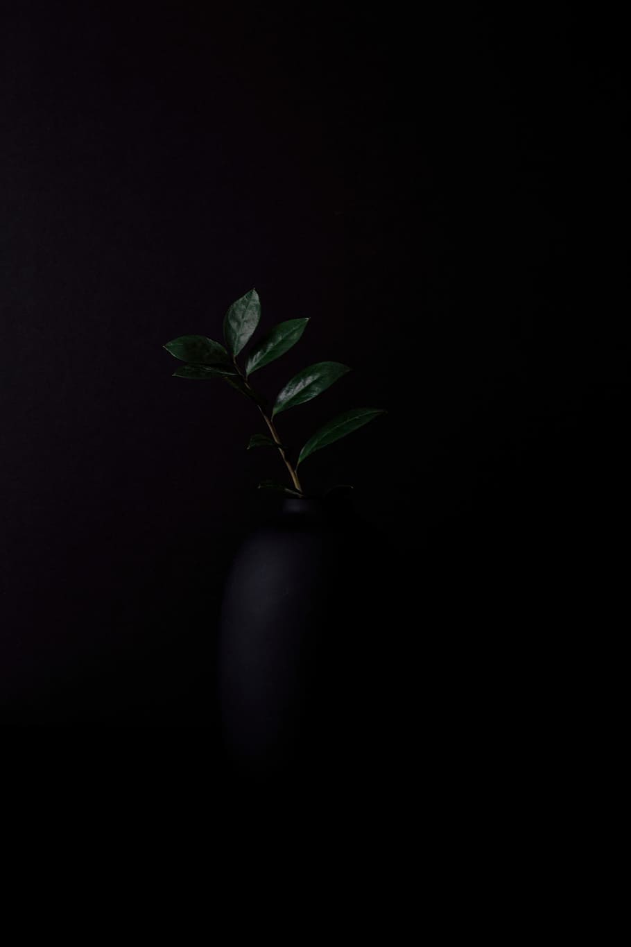 green leafed plant, green leafs, black background, minimal, plant part HD wallpaper