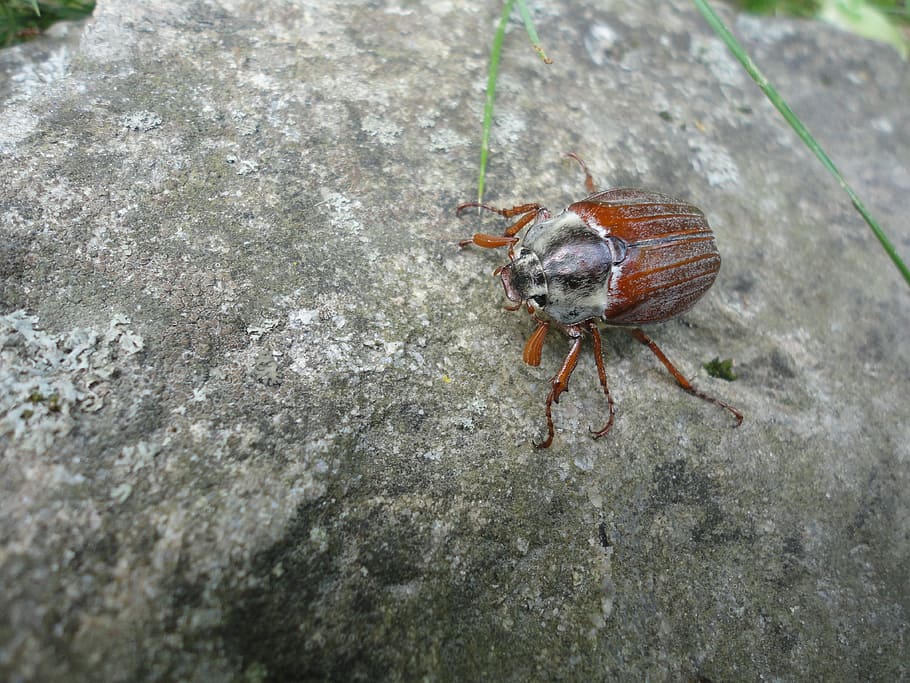 Nature, Insect, Animal, Bug, Beetle, wild, stone, fauna, one animal HD wallpaper