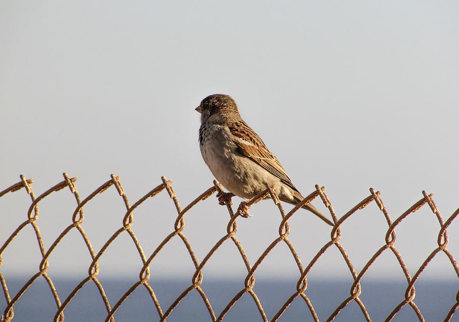 sparrow, wire, bird, sitting, resting, nature, fence, animal HD wallpaper