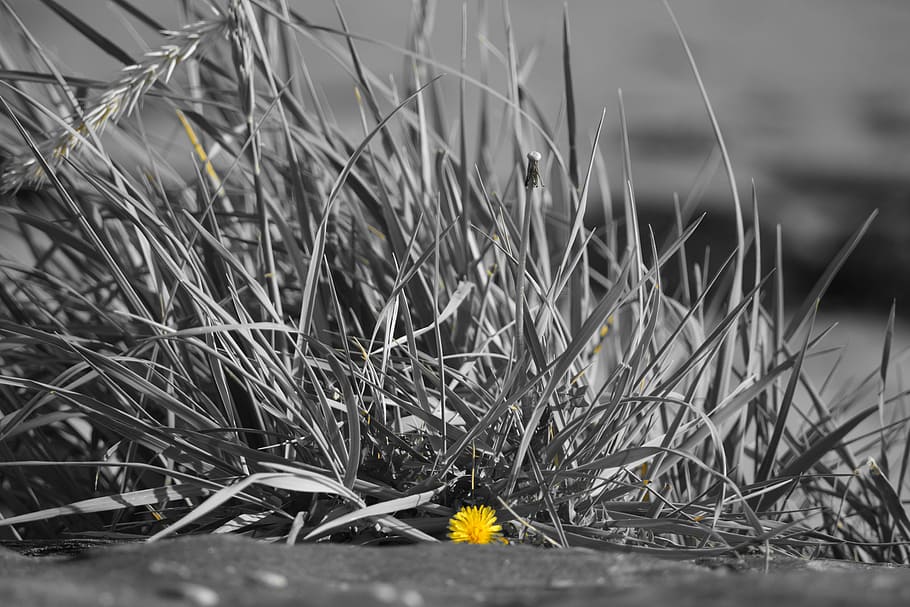 Flower, Grass, Yellow, one animal, winter, nature, day, outdoors HD wallpaper