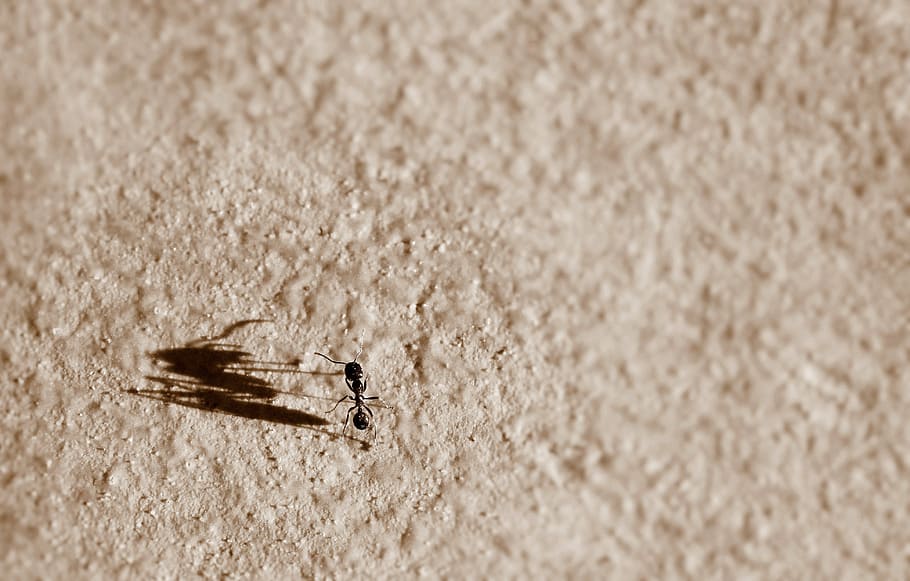 garden ant on sand, shadow, big, small, metaphor, little, impression HD wallpaper
