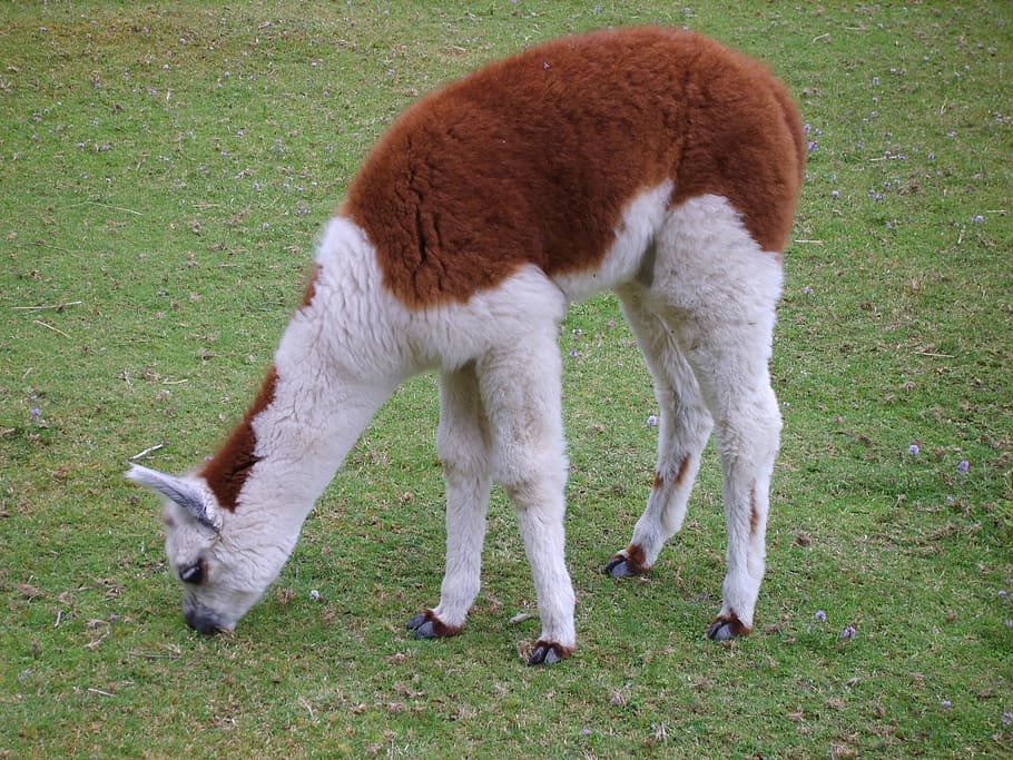 Alpaca, Animal, Lama, grass, mammal, nature, cute, farm, outdoors HD wallpaper