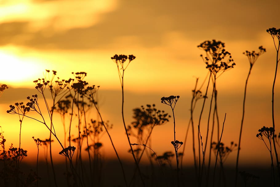 sun, sunset, evening sky, grass, tansy, abendstimmung, setting sun HD wallpaper