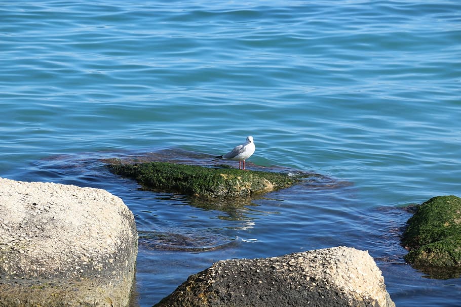 sea, bird, rocks, blue, ocean, animal, pigeon, animals in the wild HD wallpaper