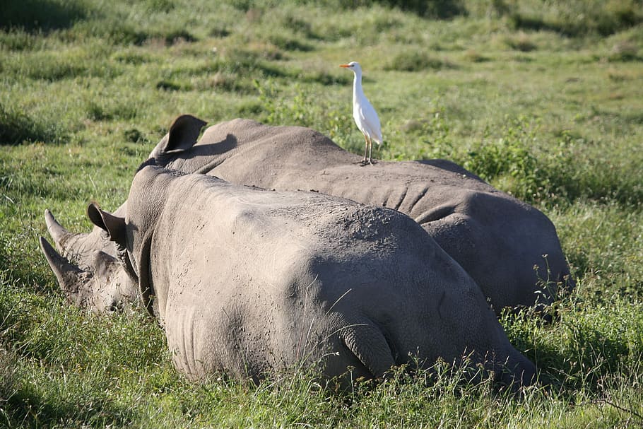 two gray rhinoceros on grass field, animal themes, animal wildlife HD wallpaper