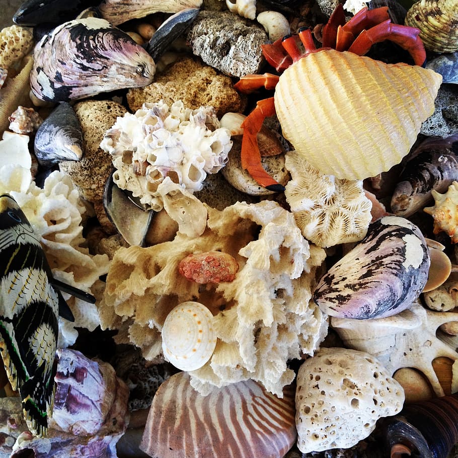 seashell, crab, shellfish, food, no people, close-up, full frame HD wallpaper