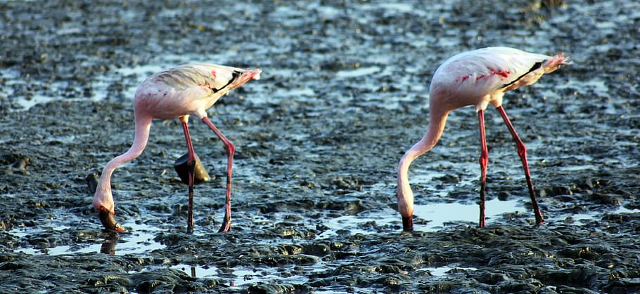 flamingos, birds, eating, ground, sewri, india, animal, animal themes HD wallpaper