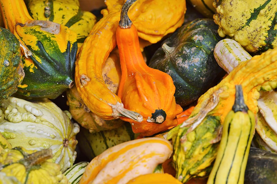 pumpkin, fruit, orange, autumn, cucurbita maxima, choose, large HD wallpaper