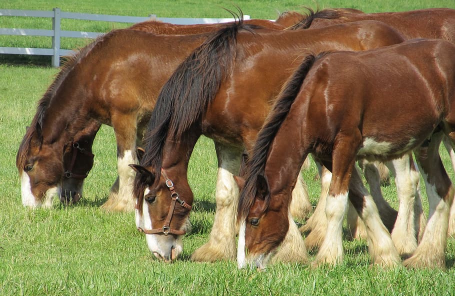 Clydesdales, Horses, Yearlings, young, grazing, pasture, corral, HD wallpaper