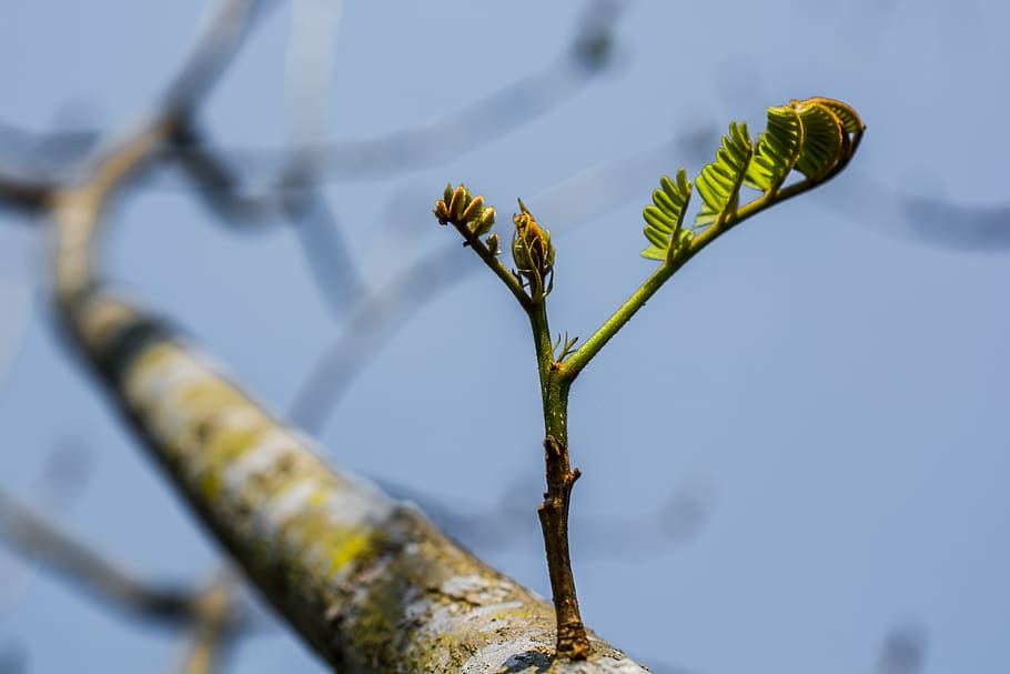 young drove, branches, tree, plant, spring, growth, nature HD wallpaper
