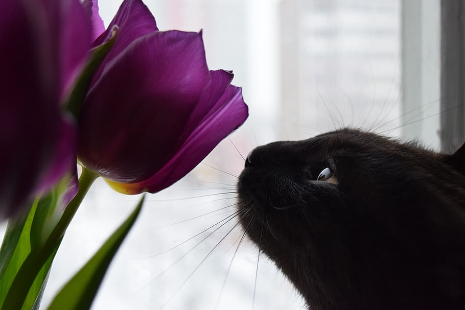 cats, animals, flowers, tulip, black, seals, cute, nature, playful