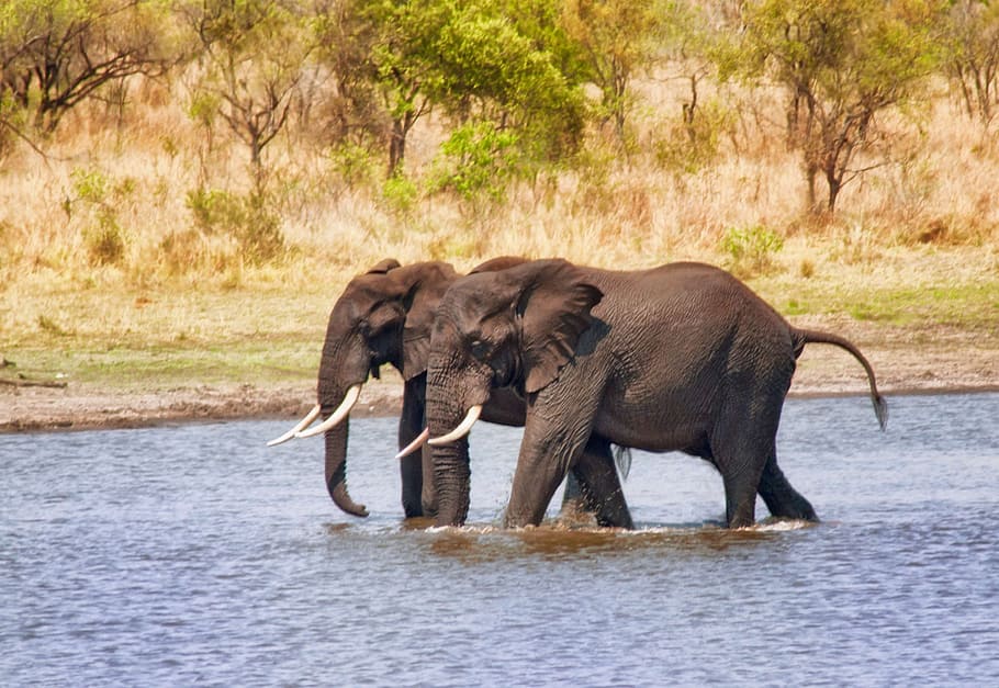 two black elephants on water, riverbed, wading, walk, companions HD wallpaper