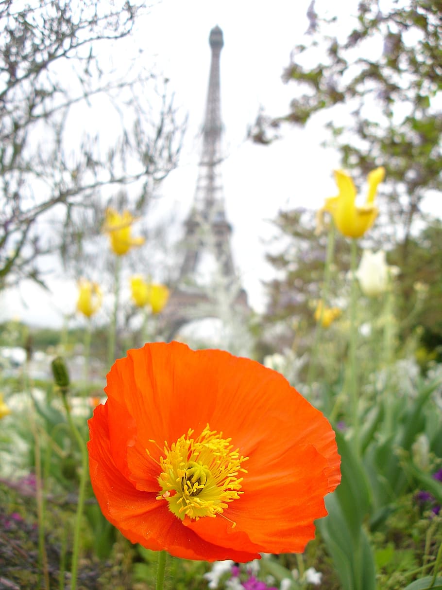 poppy, paris, red, eiffel tower, flower, flowering plant, freshness HD wallpaper
