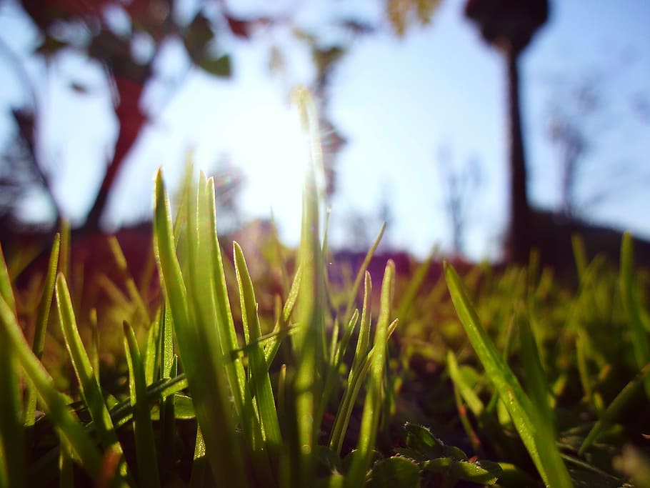 macro, grass, green, natural, summer, garden, bright, season HD wallpaper