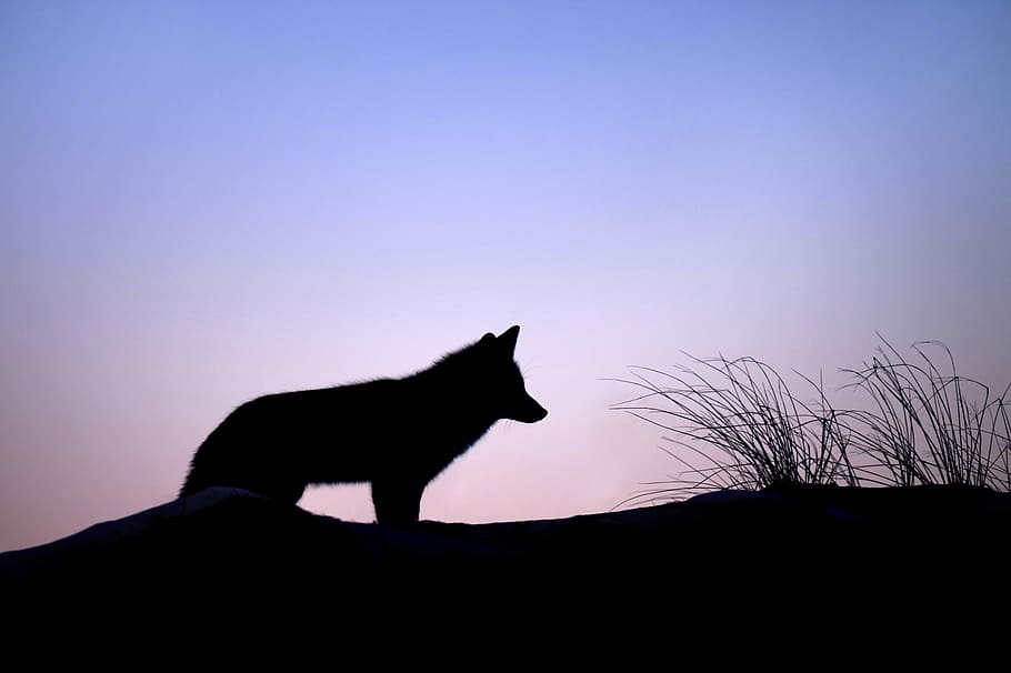 Fox Silhouette, animal, black, blue, cold, dusk, photo, fur, Island Beach State Park, HD wallpaper