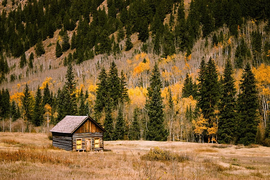 brown wooden cabin, brown wooden house in front of tall pine trees, HD wallpaper