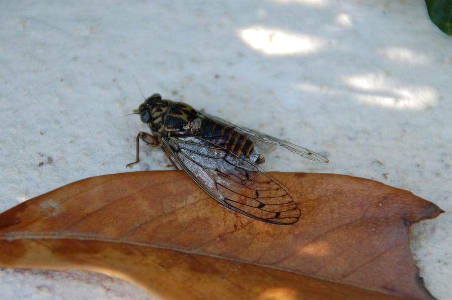 insects, cicada, south, animal wildlife, invertebrate, animal themes HD wallpaper