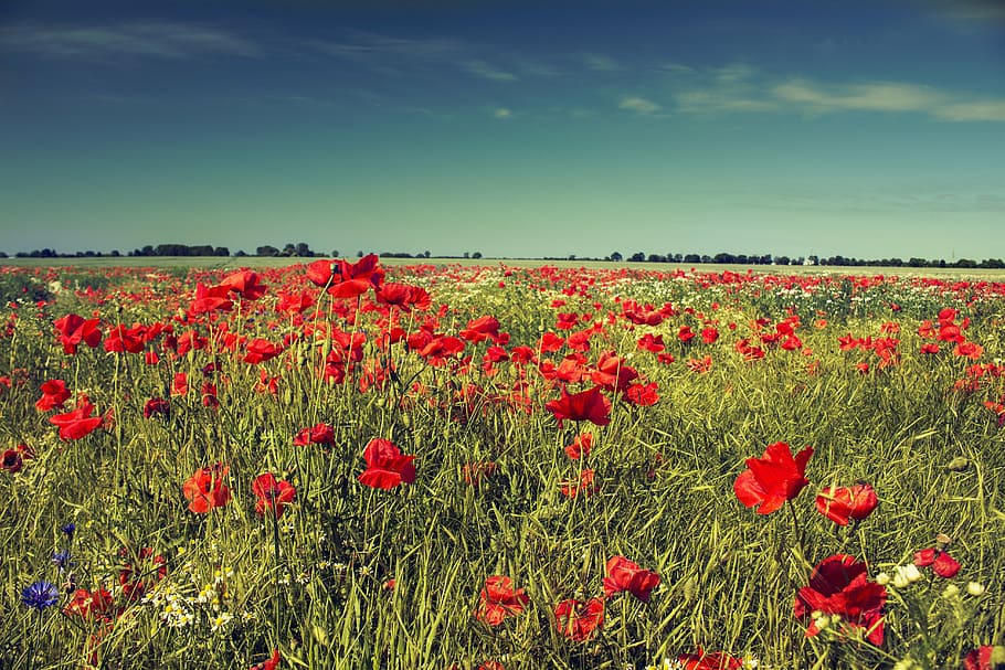 red poppy flowers under blue skies, summer, meadow, poppies HD wallpaper
