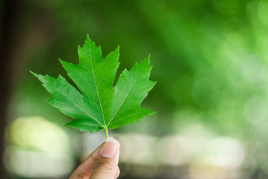 person holding green leaf plant, person holding green maple leaf HD wallpaper