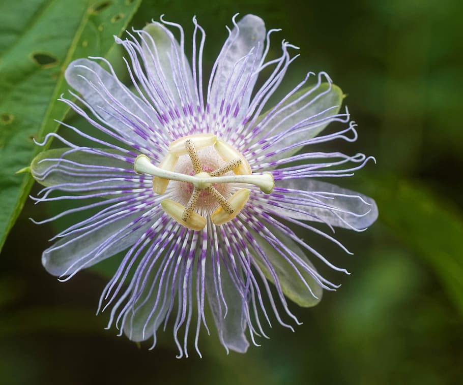 Passion Vine, Flower, Passiflora, Bloom, petal, exotic, macro HD wallpaper