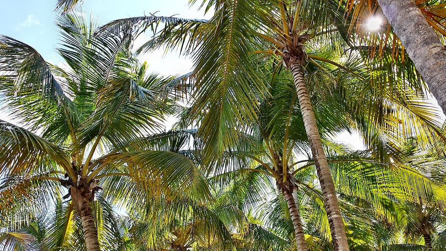 palma, palme, coconuts, tree, palm tree, tropical climate, plant HD wallpaper