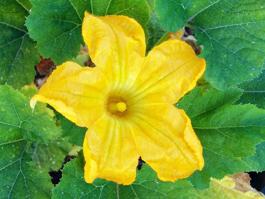 flower, zucchini, courgette, yellow, vegetable, leaves, closeup, HD wallpaper