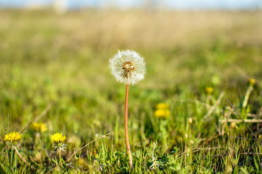 white dandelion, closeup, photo, flower, daytime, grass, field HD wallpaper