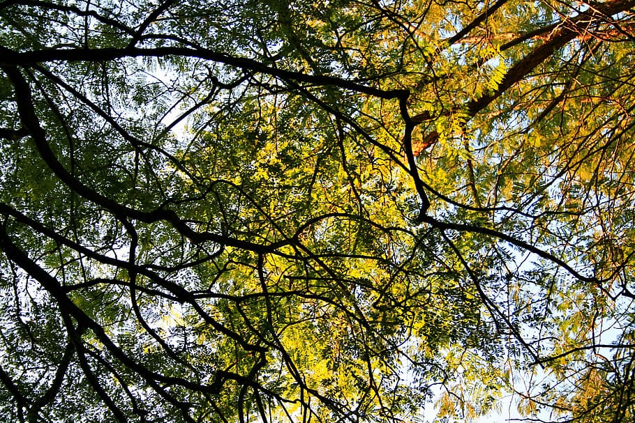 jacaranda trees, tall, canopy, sky, overhead, branches, foliage HD wallpaper