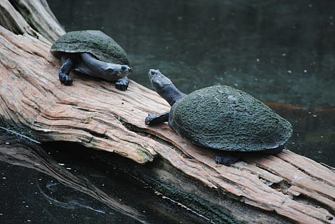 turtle, green, log, sea, animal, nature, ocean, marine, wildlife HD wallpaper