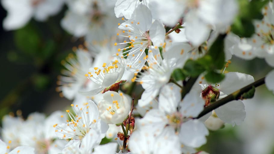 spring, sunshine, the orchard, plant, flower, flowering plant HD wallpaper